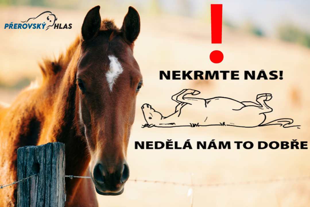 Nekrmte koně v ohradách