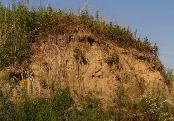 Hnízdiště vlhy pestré