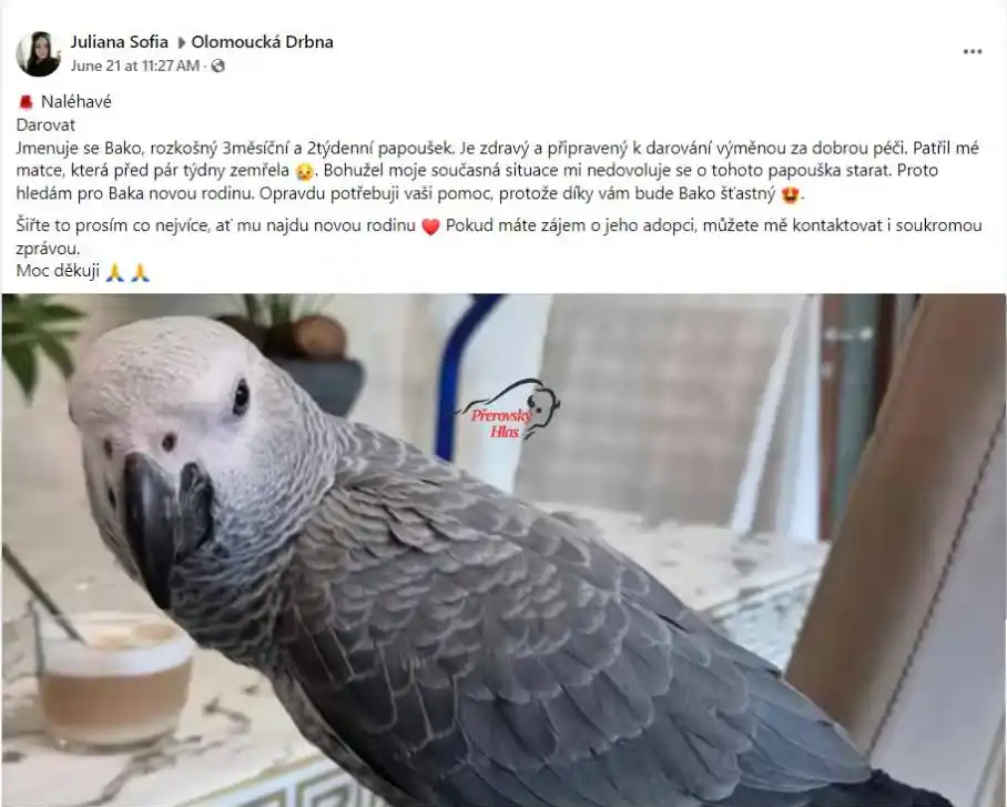Podvodný příspěvek na darování papouška