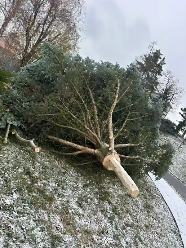 Vánoční strom Tršice 2025 instalace (4)